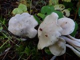 Clitopilus prunulus image