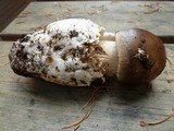 Amanita pachycolea image