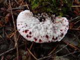 Hydnellum peckii image