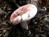 Hygrophorus russula image