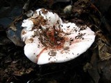 Hygrophorus russula image