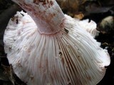 Hygrophorus russula image