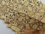 Coccomyces dentatus image