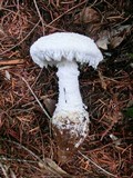 Amanita smithiana image
