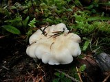 Cantharellus subalbidus image
