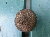 Lycoperdon nigrescens image