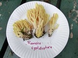 Ramaria cystidiophora image