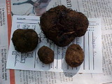 Melanogaster tuberiformis image