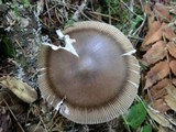 Amanita pachycolea image
