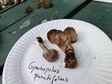 Gymnopilus punctifolius image