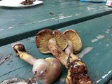 Gymnopilus punctifolius image