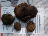 Melanogaster tuberiformis image