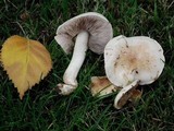Hebeloma crustuliniforme image