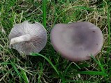 Lepista sordida image
