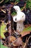 Helvella crispa image