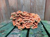 Laetiporus conifericola image