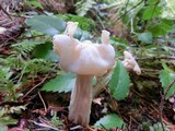 Helvella crispa image