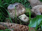 Agaricus moelleri image