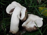 Agaricus moelleri image