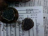 Melanogaster tuberiformis image
