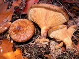 Paxillus involutus image