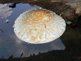 Hemipholiota populnea image