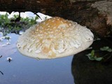 Hemipholiota populnea image
