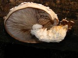 Hemipholiota populnea image
