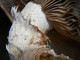 Hemipholiota populnea image