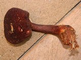 Boletellus mirabilis image
