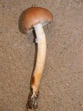 Stropharia inuncta image