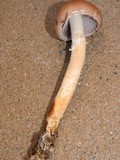 Stropharia inuncta image