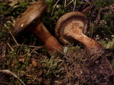Paxillus involutus image