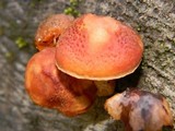 Gymnopilus luteofolius image