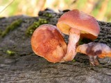 Gymnopilus luteofolius image