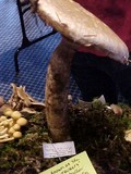 Hemipholiota populnea image