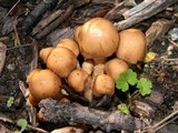 Pholiota terrestris image