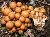 Pholiota terrestris image