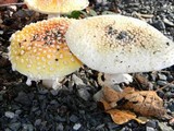 Amanita muscaria var. flavivolvata image