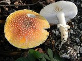 Amanita muscaria var. flavivolvata image