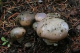 Gomphidius oregonensis image