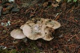 Gomphidius oregonensis image