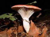 Gomphidius subroseus image