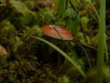 Gomphidius subroseus image