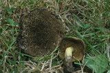 Boletus chrysenteron image