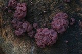 Ascocoryne sarcoides image