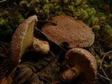 Suillus lakei image