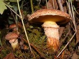 Suillus lakei image