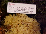 Ramaria cystidiophora var. citronella image