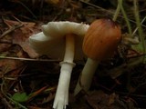 Lepiota rubrotinctoides image